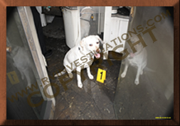 Motorhome/RV Arson Fires Investigation - Dog hit on location
